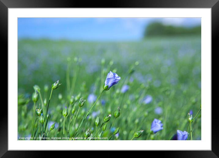 Blue Flax Flower Framed Mounted Print by Christine Kerioak