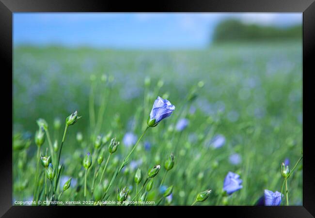 Blue Flax Flower Framed Print by Christine Kerioak
