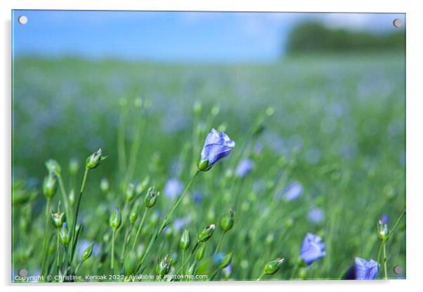 Blue Flax Flower Acrylic by Christine Kerioak