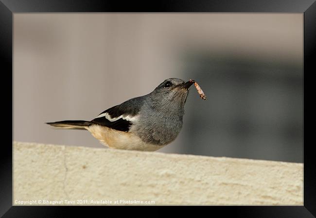 Oriental Magpie Robin [f] with prey Framed Print by Bhagwat Tavri