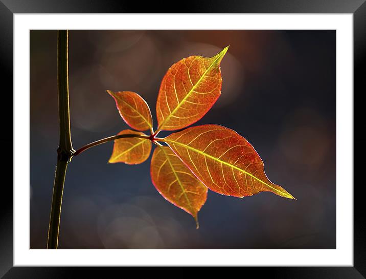 Autumn Leaf Framed Mounted Print by Darren Burroughs
