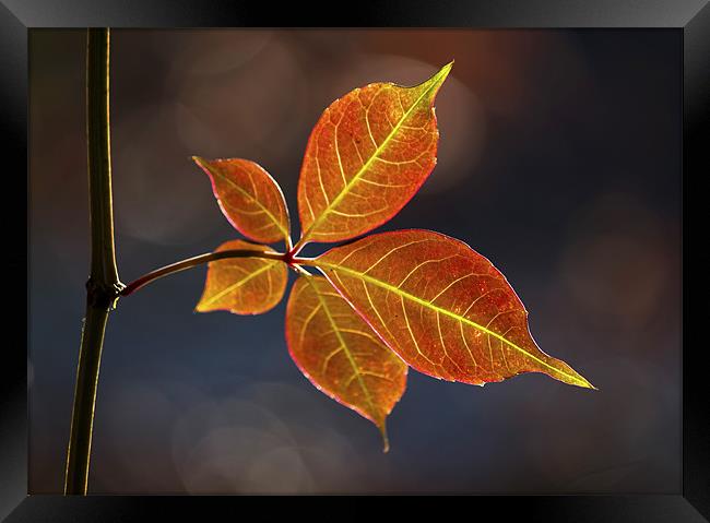 Autumn Leaf Framed Print by Darren Burroughs