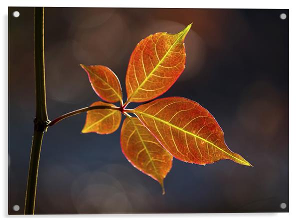 Autumn Leaf Acrylic by Darren Burroughs