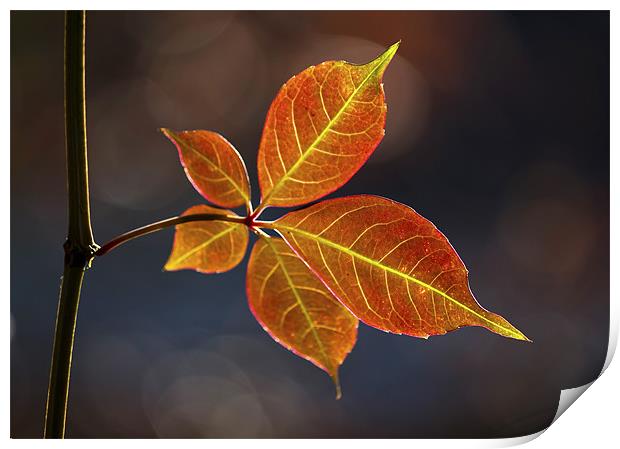 Autumn Leaf Print by Darren Burroughs