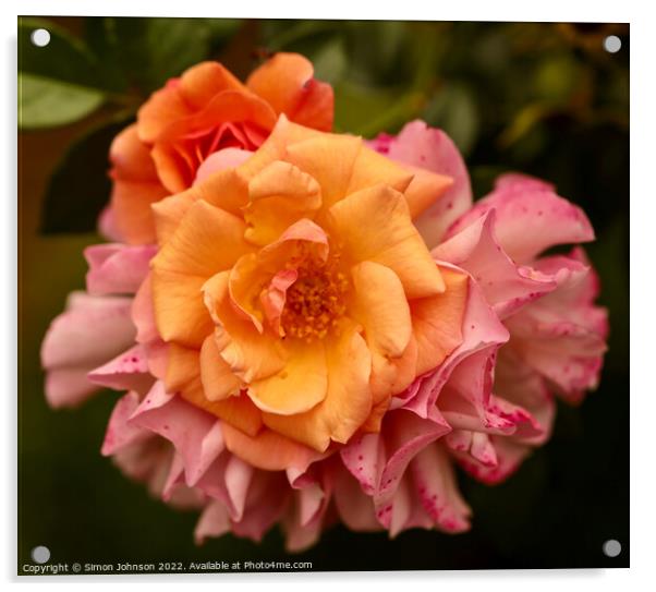 Patio Rose flower Acrylic by Simon Johnson