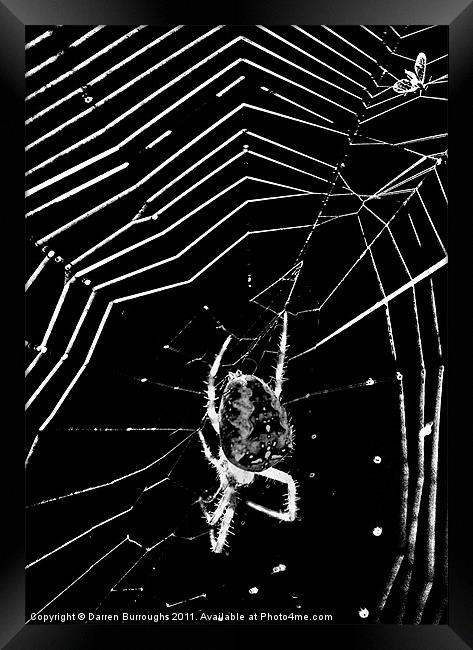 Caught in The web Framed Print by Darren Burroughs