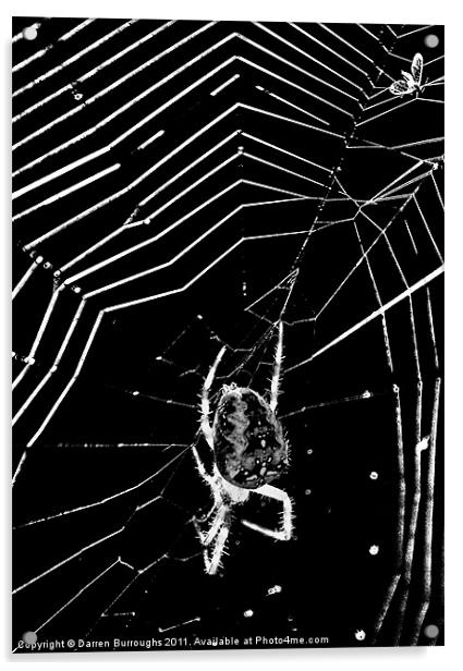 Caught in The web Acrylic by Darren Burroughs