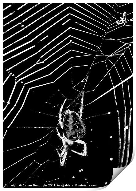 Caught in The web Print by Darren Burroughs