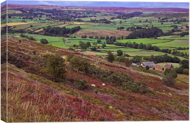North York Moors Heather Canvas Print by Martyn Arnold