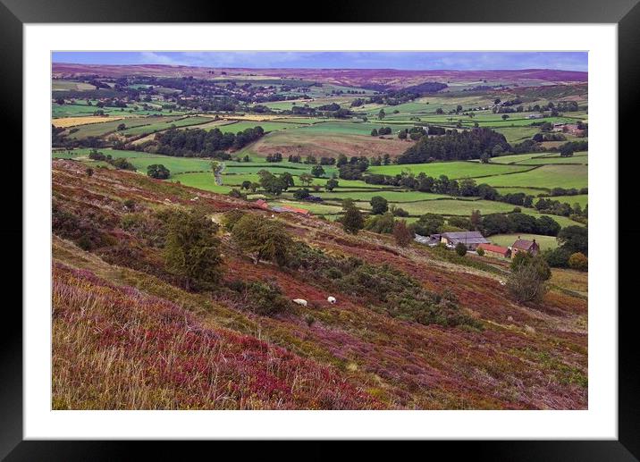 North York Moors Heather Framed Mounted Print by Martyn Arnold