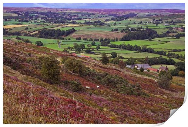 North York Moors Heather Print by Martyn Arnold