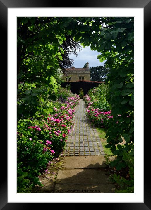 Rose border, Kiftsgate Court Gardens Framed Mounted Print by Peter Wiseman