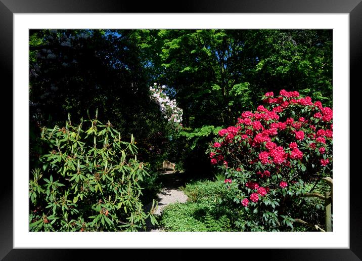A quiet place to sit  among rhododendrons at the D Framed Mounted Print by Peter Wiseman