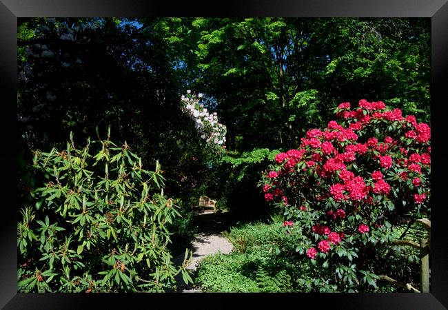 A quiet place to sit  among rhododendrons at the D Framed Print by Peter Wiseman
