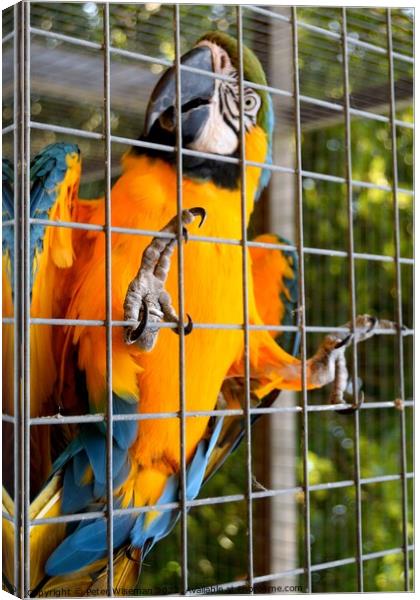 Blue and yellow macaw Canvas Print by Peter Wiseman