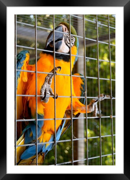 Blue and yellow macaw Framed Mounted Print by Peter Wiseman