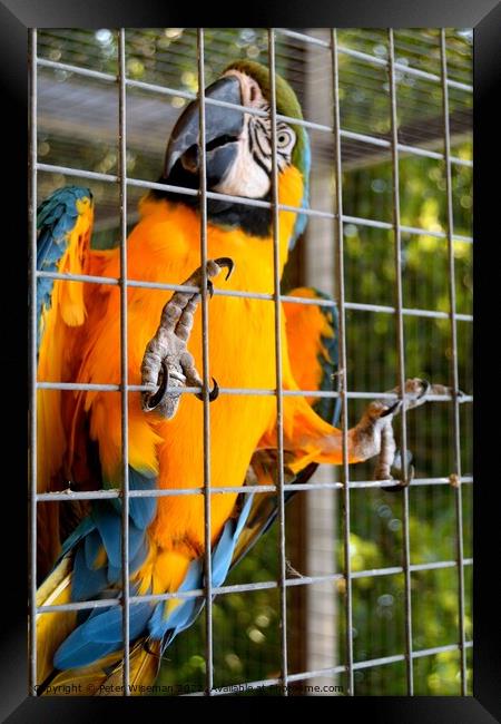 Blue and yellow macaw Framed Print by Peter Wiseman