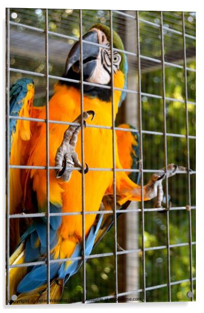 Blue and yellow macaw Acrylic by Peter Wiseman