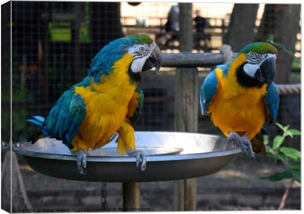 A pair of blue and yellow macaws Canvas Print by Peter Wiseman