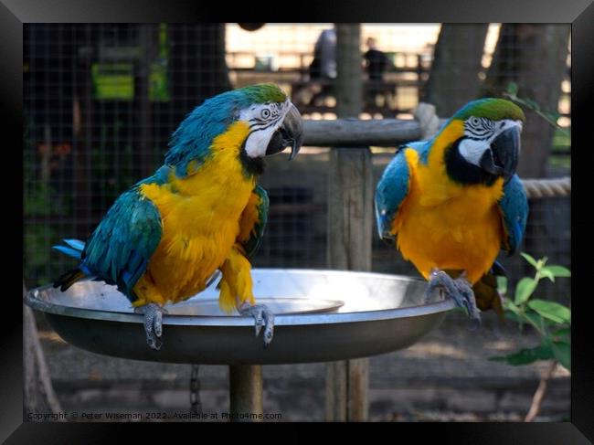 A pair of blue and yellow macaws Framed Print by Peter Wiseman