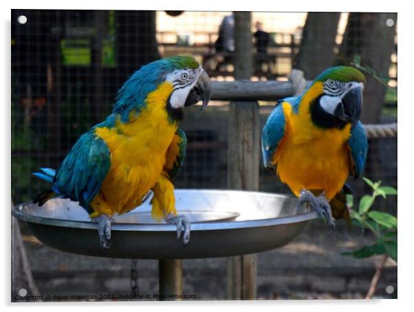 A pair of blue and yellow macaws Acrylic by Peter Wiseman