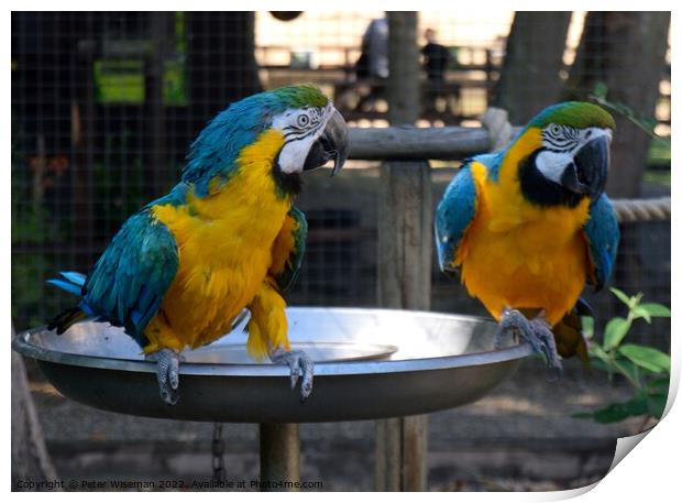 A pair of blue and yellow macaws Print by Peter Wiseman