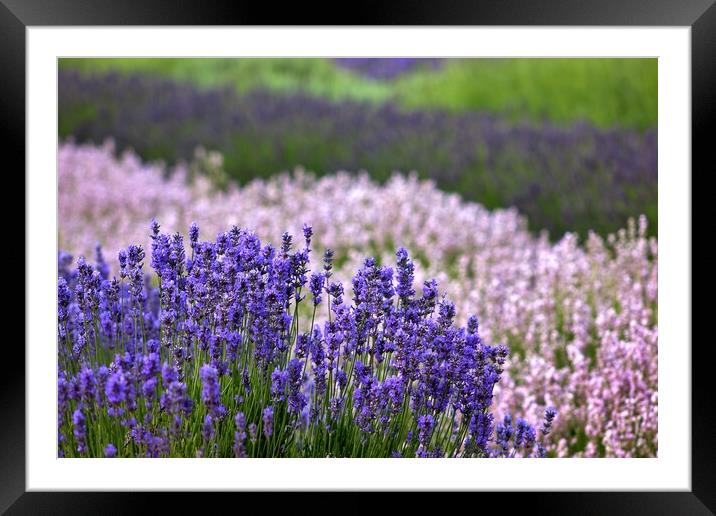 Lavender in the Cotswolds Framed Mounted Print by Susan Snow