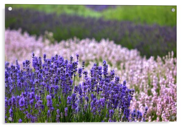 Lavender in the Cotswolds Acrylic by Susan Snow