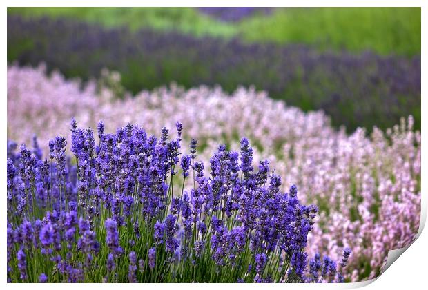 Lavender in the Cotswolds Print by Susan Snow