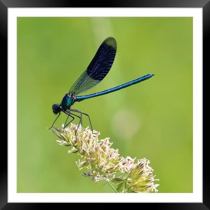 Banded Demoiselle Framed Mounted Print by Susan Snow