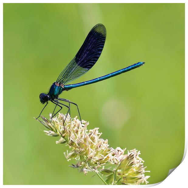 Banded Demoiselle Print by Susan Snow