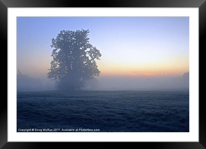 Oak in the mist Framed Mounted Print by Doug McRae