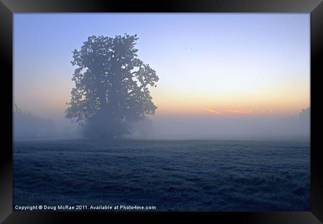 Oak in the mist Framed Print by Doug McRae