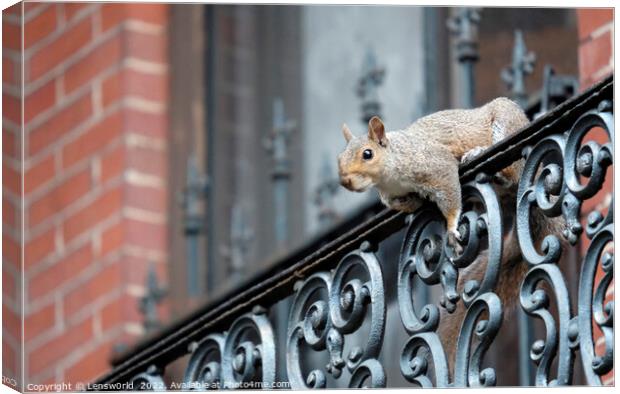 Squirrel climbing a balcony in Boston, MA Canvas Print by Lensw0rld 