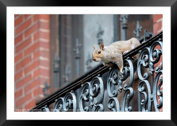 Squirrel climbing a balcony in Boston, MA Framed Mounted Print by Lensw0rld 