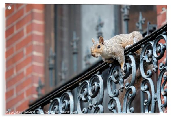 Squirrel climbing a balcony in Boston, MA Acrylic by Lensw0rld 