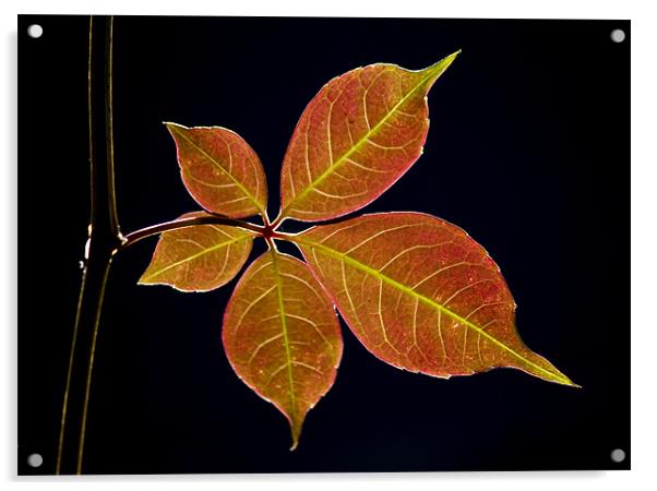 Autumn Leaf Acrylic by Darren Burroughs