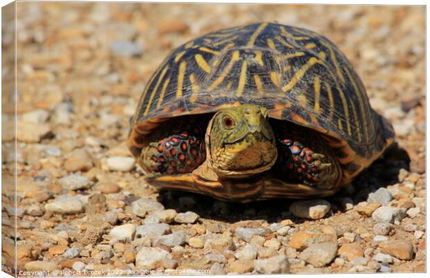 Box Shell Turtle on a sand road Canvas Print by Robert Brozek