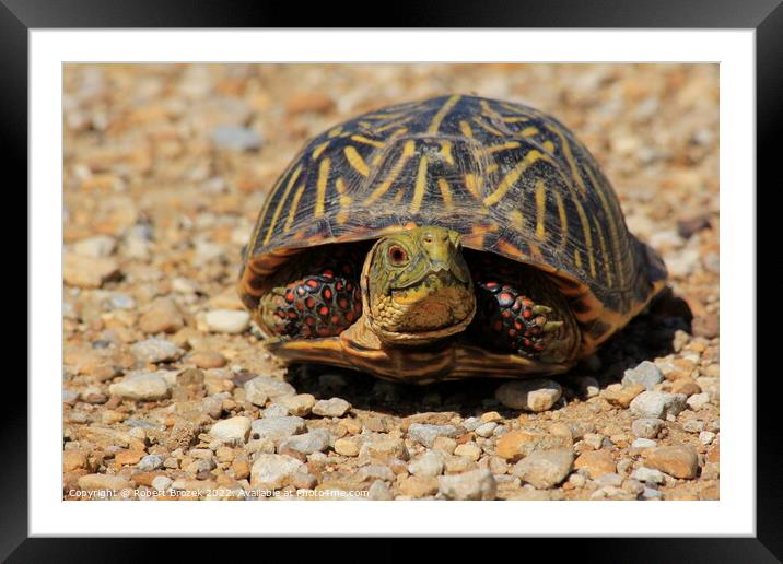 Box Shell Turtle on a sand road Framed Mounted Print by Robert Brozek