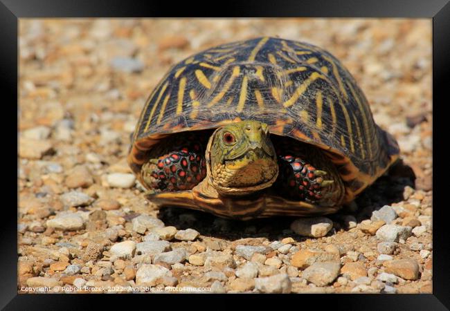 Box Shell Turtle on a sand road Framed Print by Robert Brozek