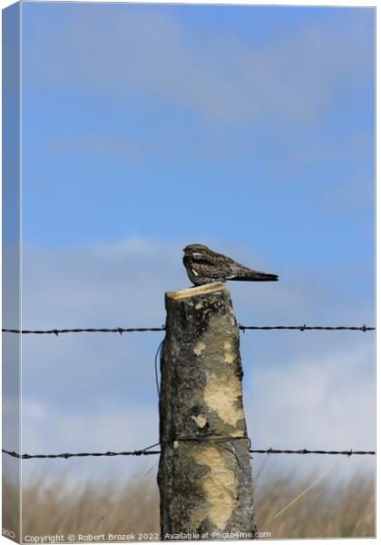 Night Hawk on a stone post with sky Canvas Print by Robert Brozek
