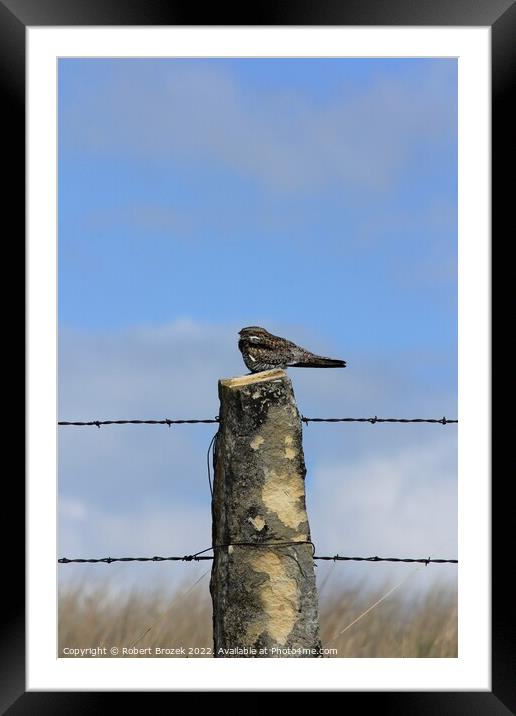 Night Hawk on a stone post with sky Framed Mounted Print by Robert Brozek