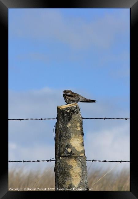 Night Hawk on a stone post with sky Framed Print by Robert Brozek
