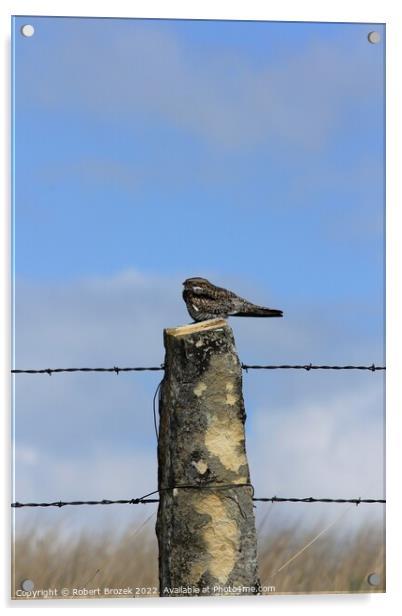 Night Hawk on a stone post with sky Acrylic by Robert Brozek