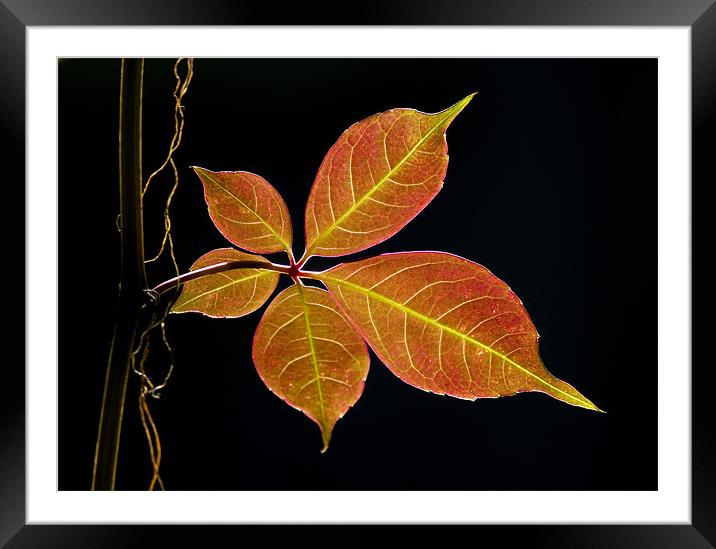 Autumn Leaf Framed Mounted Print by Darren Burroughs