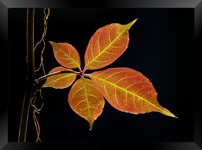 Autumn Leaf Framed Print by Darren Burroughs