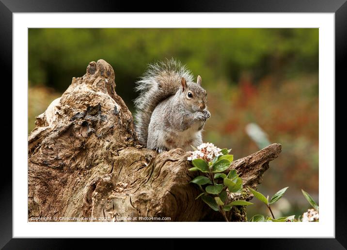 Grey Squirrel Framed Mounted Print by Christine Kerioak