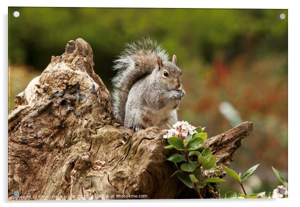 Grey Squirrel Acrylic by Christine Kerioak
