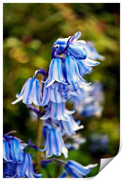 Bluebells Bluebell Spring Flowers Hyacinthoides Print by Andy Evans Photos