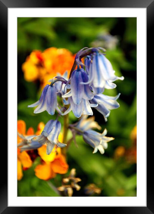 Bluebells Bluebell Spring Flowers Hyacinthoides Framed Mounted Print by Andy Evans Photos